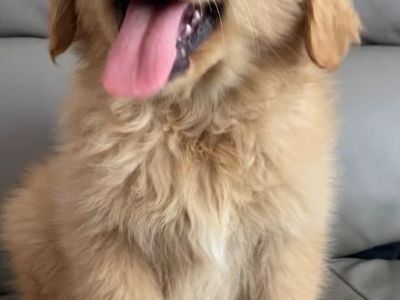 Bear Golden Retriever