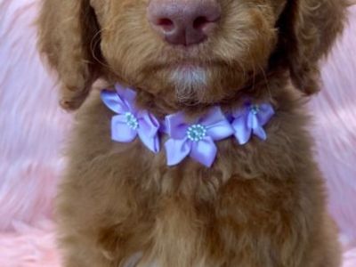 Goldendoodle’s