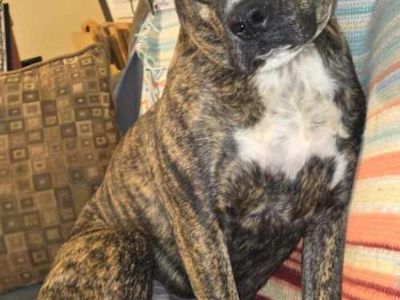 Apollo - Boxer/American Pit Bull Terrier Mix Male Dog for Adoption