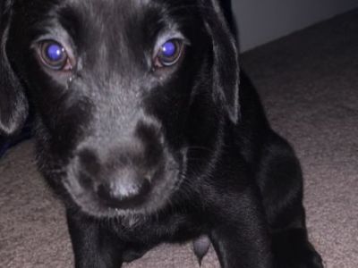 Chocolate & Black Labrador Retriever Mix Puppies