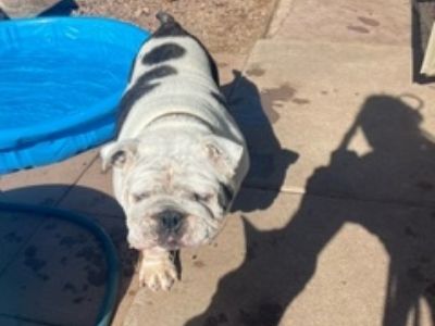 Sophie - English Bulldog Female Dog for Adoption