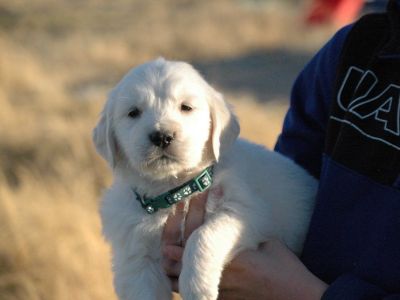 AKC Golden Retrievers ready for homes!