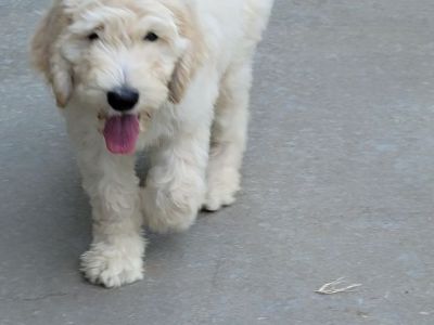 Golden doodles puppies