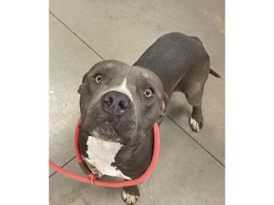 EDWARD - American Pit Bull Terrier Male Dog for Adoption