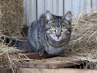 Free Barn Cats Available for Rodent Control (Shelter Rescues)