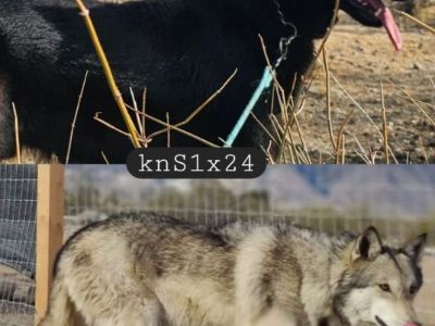 Wolfdog