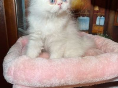 Beautiful Persian Kittens