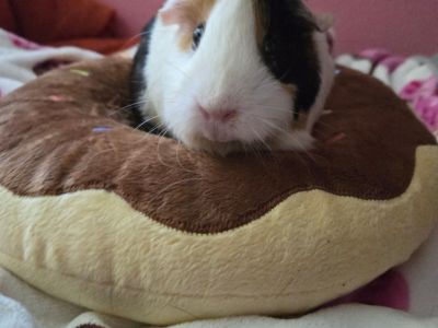 Cleo - Guinea Pig Female for Adoption