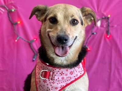 Natasha - Labrador Retriever Mix Female Dog for Adoption