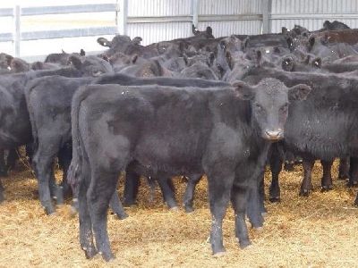 Holsteins, Angus, Jerseys, Brahmans as well as other Breeds for Sale