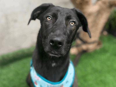 Nicole - Labrador Retriever & Whippet Mix Female Dog for Adoption