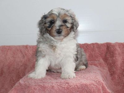 Robbie - Mini Aussiedoodle Puppy For Sale in New York