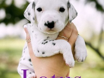 AKC Dalmatian Puppies