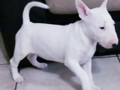 To Outstanding homes miniature bull terrier‪(470) 839-5246‬