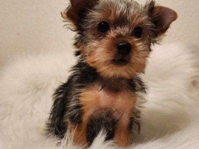 3  AKC Yorkie puppies available for adoption