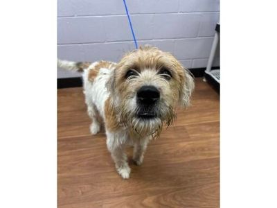 Bogey - Terrier (Unknown Type, Medium)/Mixed Breed (Medium) Mix Male Dog for Adoption