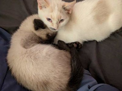 Crowley and Toast - Siamese Male Cat for Adoption