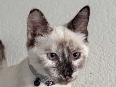 Starburst - Siamese Female Cat for Adoption
