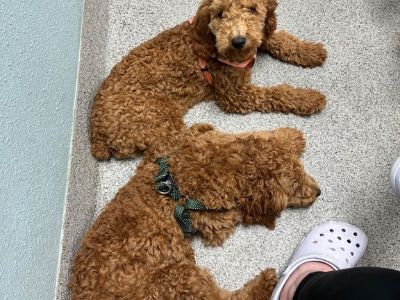 Cavapoo Puppies