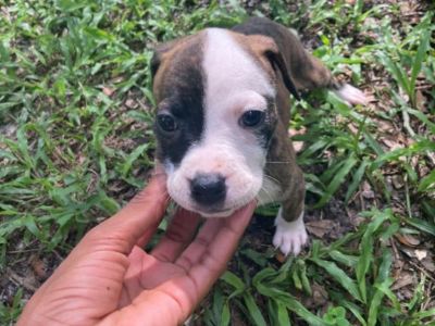 Bo-Dach Puppies ready for new home