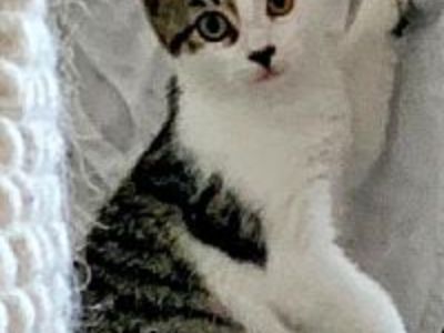 Eloise Kitten - Domestic Shorthair Female Cat for Adoption