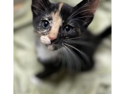 Pancake BD - Domestic Shorthair Female Cat for Adoption