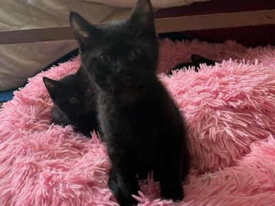 Black kittens