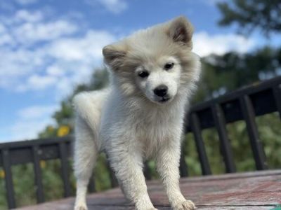 American Eskimo puppies
