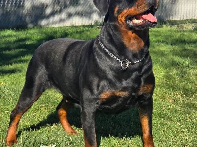 AKC German Rottweiler Puppies