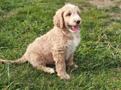 Flb GoldenDoodle Puppies