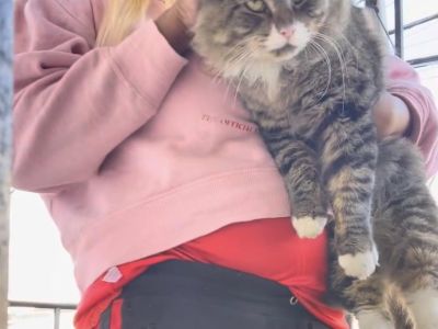 Noah - Domestic Long Hair & Maine Coon Mix Male Cat for Adoption