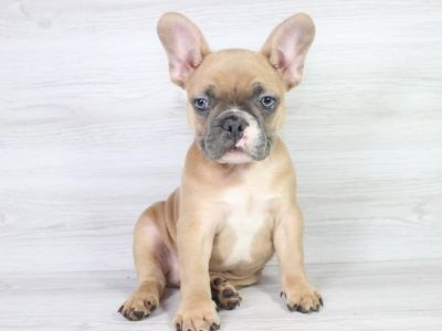 Beautiful Miniature French Bulldog Puppy