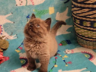 Ragdolls and ragmuffins