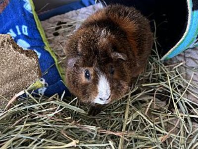 Hazel - Guinea Pig Female for Adoption