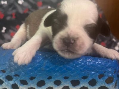 lhsa apso puppies