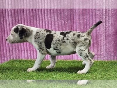 Tess 2025 F5 - Female Catahoula Leopard Dog Puppy for Sale