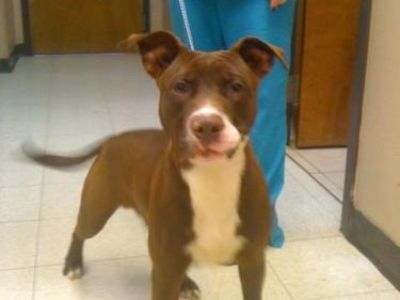 King - American Staffordshire Terrier & Labrador Retriever Mix Male Dog for Adoption