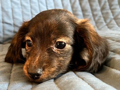 2 Male and 1 Female Dachshund Puppies for Sale