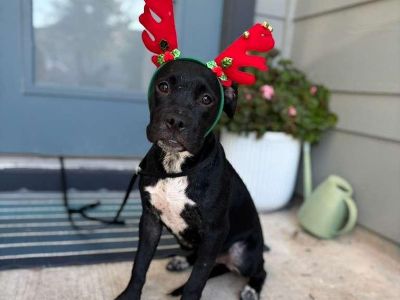 Sandra Bullock - Pit Bull Terrier Mix Female Dog for Adoption