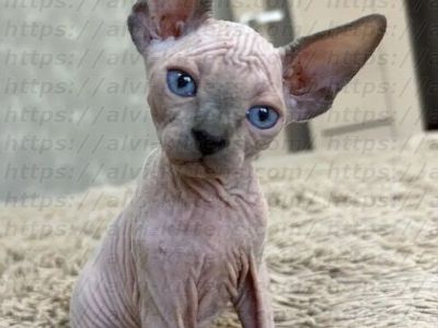 Canadian Sphynx