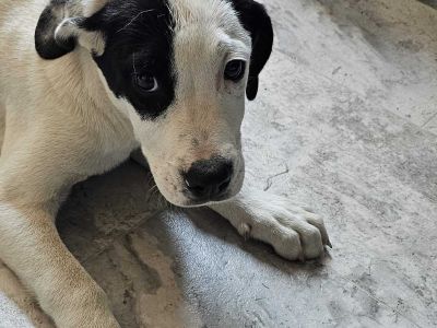 Petey - Mixed Breed Male Puppy for Adoption