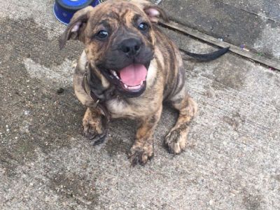 Female English Bulldog