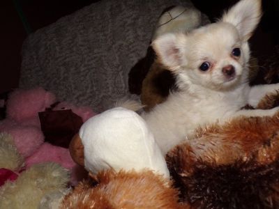 Tcup Apple Head Chihuahua AKC Male