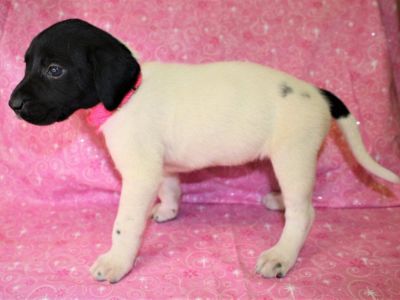 Labrador Hybrid Retriever Puppies & Started Dogs