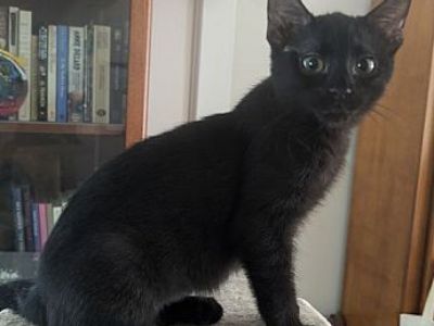 Minerva - Domestic Shorthair Female Cat for Adoption