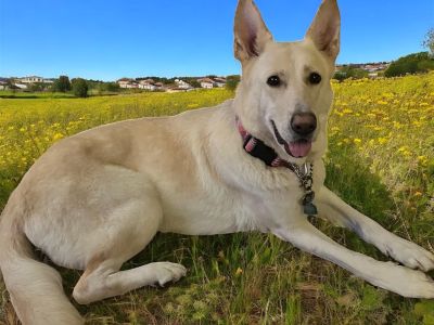 KARMA GS - German Shepherd Dog Female Dog for Adoption