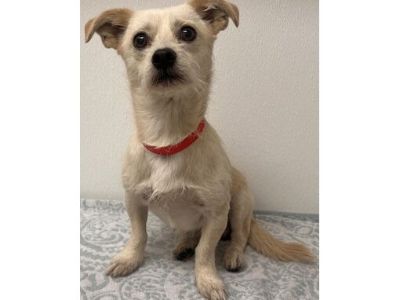 Dunkin - Terrier (Unknown Type, Medium)/Chihuahua Mix Male Dog for Adoption