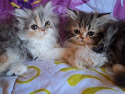 Persian Calico kittens available.