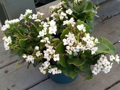 White Kalanchoe