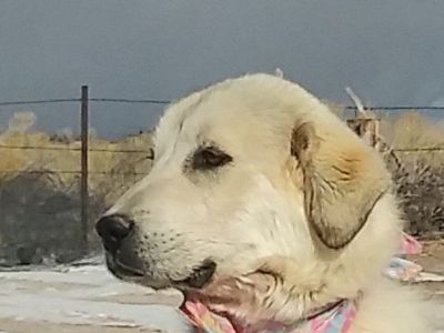 Anatolian-kangal/pyrenees